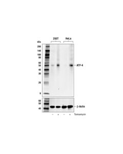 Cell Signaling ATF-4 (E4Q4E) Mouse mAb 20 uL