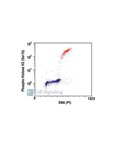 Cell Signaling Phospho-Histone H3 (Ser10) (6g3) Mouse mAb