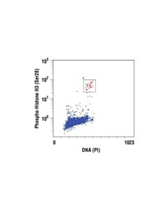 Cell Signaling Phospho-Histone H3 (Ser28) Antibody