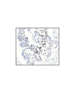 Cell Signaling Phospho-Histone H3 (Thr3) Antibody