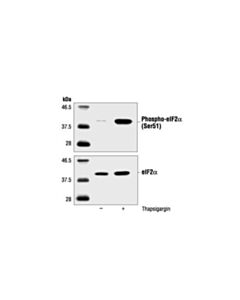 Cell Signaling Phospho-Eif2alpha (Ser51) Antibody