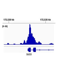 Cell Signaling ERG (A7L1G) Rabbit mAb 20 uL