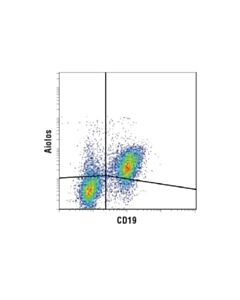 Cell Signaling Aiolos (D1c1e) Rabbit mAb (BSA And Azide Free)