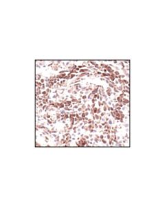 Cell Signaling Eif4e Antibody