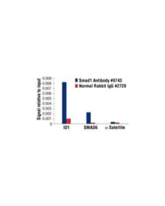 Cell Signaling Smad1 Antibody