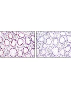 Cell Signaling Tri-Methyl-Histone H3 (Lys4) (C42d8) Rabbit mAb