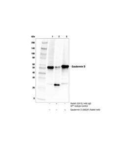 Cell Signaling Gasdermin D (E8g3f) Rabbit mAb