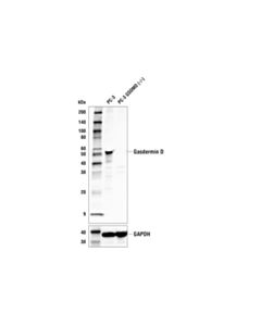 Cell Signaling Gasdermin D (E8G3F) Rabbit mAb 20 uL