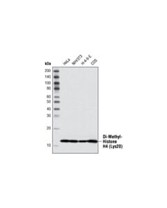 Cell Signaling Di-Methyl-Histone H4 (Lys20) Antibody