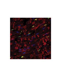 Cell Signaling Caspr (D8i3v) Rabbit mAb