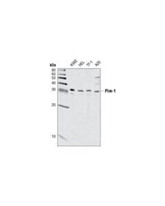 Cell Signaling Pim Kinase Antibody Sampler Kit