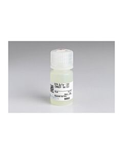 Cell Signaling Ripa Buffer (10x)