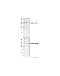 Cell Signaling Phospho-Glycogen Synthase (Ser641) (D4h1b) Xp® Rabbit mAb (BSA And Azide Free)