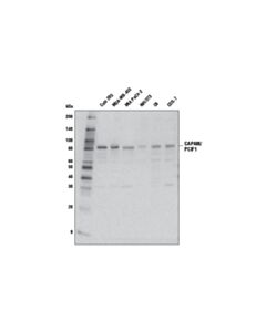 Cell Signaling Capam/Pcif1 Antibody