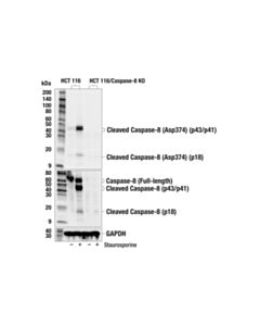 Cell Signaling Cleaved Caspase-8 (Asp374) (E6h8s) Rabbit mAb