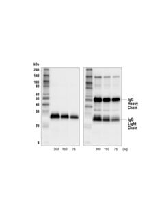 Cell Signaling Goat Anti-Rat Igg, Light-Chain Specific Antibody (Hrp Conjugate)