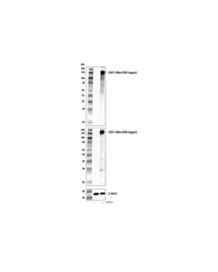Cell Signaling Cr2/Cd21 Antibody