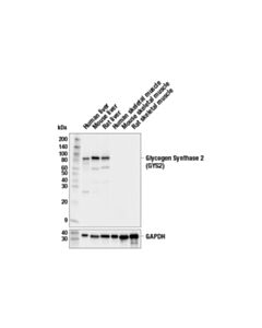 Cell Signaling Glycogen Synthase 2 (Gys2) Antibody