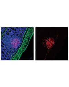 Cell Signaling Cd20 Antibody