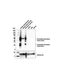 Cell Signaling Eosinophil peroxidase (F3C2H) Rabbit mAb; 100 µl