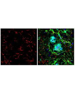 Cell Signaling TMEM119 (E4B9S) Mouse mAb 20 uL