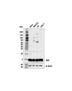 Cell Signaling BAF (E4O8R) Rabbit mAb