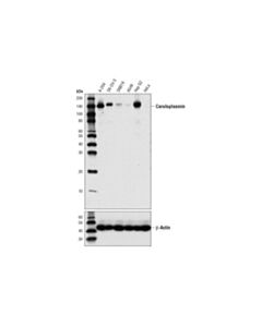 Cell Signaling Ceruloplasmin (D7q5w) Rabbit mAb