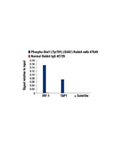 Cell Signaling Phospho-Stat Antibody Sampler Kit