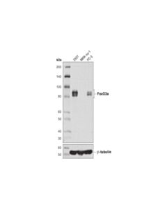 Cell Signaling FoxO3a (D7D3Y) Mouse mAb 20 uL