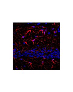 Cell Signaling Goat Anti-Feline IgG, Fc Fragment Antibody (Texas Red Conjugate); 2 mg