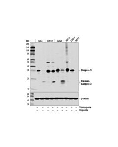 Cell Signaling Apoptosis Antibody Sampler Kit (Mouse Preferred)