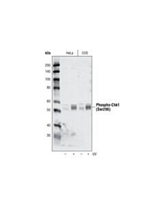 Cell Signaling Phospho-Chk1/2 Antibody Sampler Kit