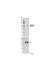 Cell Signaling Src Antibody Sampler Kit