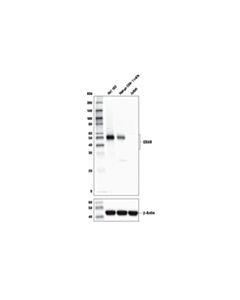 Cell Signaling Ox40 (Act35) Mouse mAb (BSA And Azide Free)