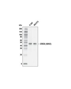 Cell Signaling Creb (48h2) Rabbit mAb (Hrp Conjugate)
