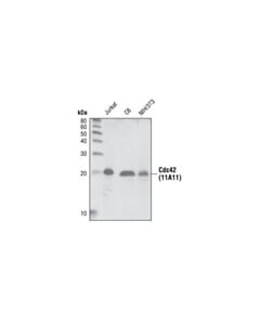 Cell Signaling Rho-Gtpase Antibody Sampler Kit
