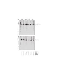 Cell Signaling Phospho-Stat3 (Ser727) (D8C2Z) Rabbit mAb (BSA and Azide Free) 100 ug