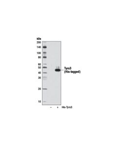 Cell Signaling His-Tag (27e8) Mouse mAb (Hrp Conjugate)