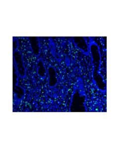 Cell Signaling Cd8alpha (D8a8y) Rabbit mAb (Alexa Fluor ® 488 Conjugate)