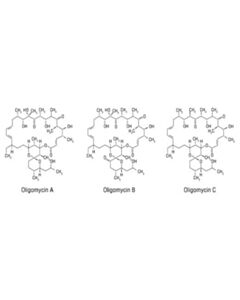 Cell Signaling Oligomycin
