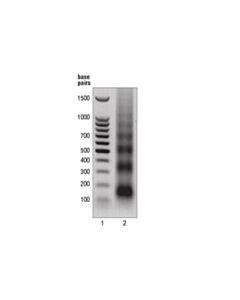 Cell Signaling Micrococcal Nuclease