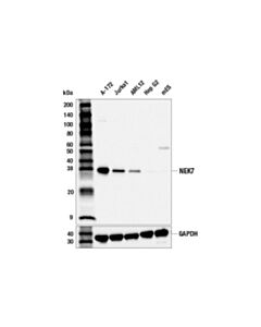 Cell Signaling Nek7 Antibody