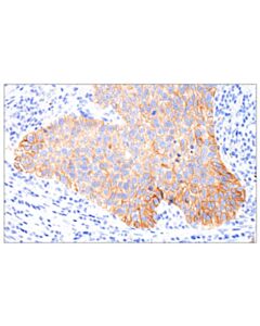 Cell Signaling IGF-I Receptor beta (D4O6W) Rabbit mAb (BSA and Azide Free)
