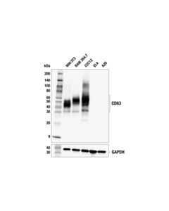 Cell Signaling CD63 (F8P5K) Rabbit mAb 100 uL