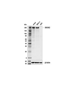 Cell Signaling Dock2 Antibody