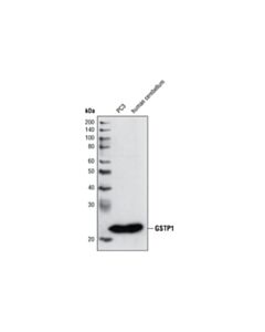 Cell Signaling Gstp1 (3f2) Mouse mAb (BSA And Azide Free)