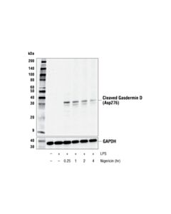 Cell Signaling Cleaved Gasdermin D (Asp276) (E3E3P) Rabbit mAb 20 uL