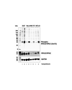 Cell Signaling Phospho-Rpa32/Rpa2 (Ser33) (E9n1t) Rabbit mAb