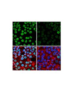 Cell Signaling NONO (E8Q3E) Rabbit mAb 20 uL