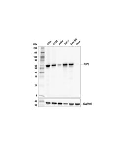 Cell Signaling Rip3 (E7a7f) Xp Rabbit mAb